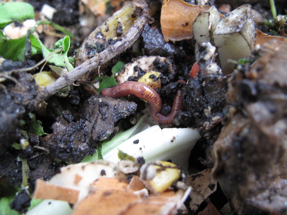 Lone worm in wormery compost